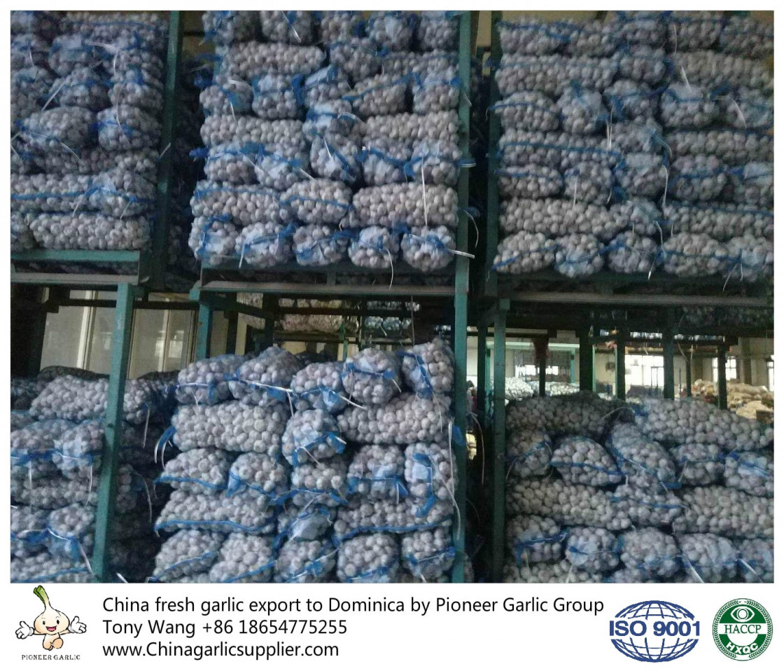 2019 China Garlic in hot sales