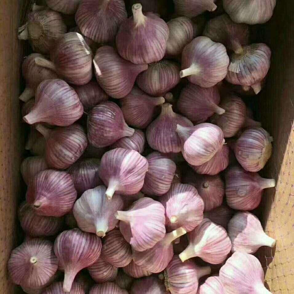The 2020 China garlic is about to go on the market