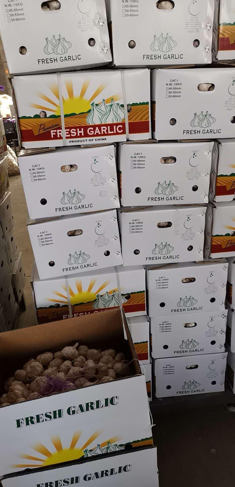 Garlic price influence factor