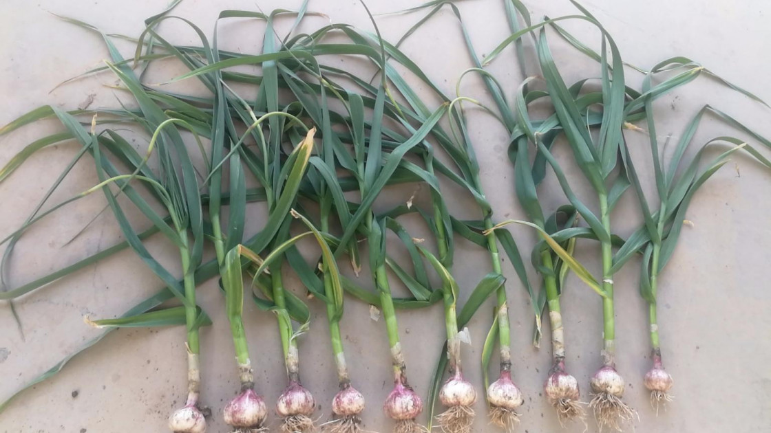 Will the 2020 China garlic prices run at lower prices?