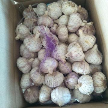 6.0-6.5 cm normal white garlic export to Brazil