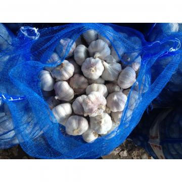 5.5-6.0 cm normal white garlic export to Ecuador