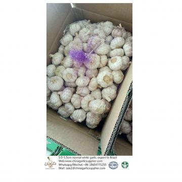 5.0-5.5CM normal white China Fresh garlic export to Brazil