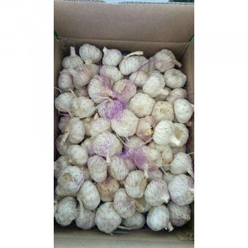 5.0-5.5CM normal white China Fresh garlic export to Brazil