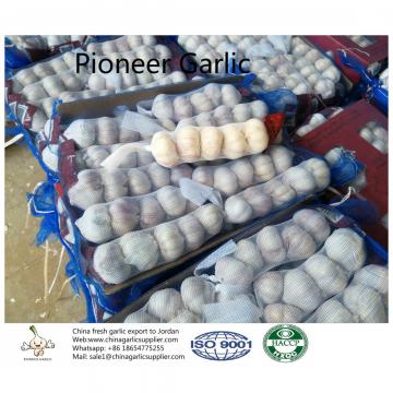 China fresh garlic export to Jordan by Pioneer Garlic Group