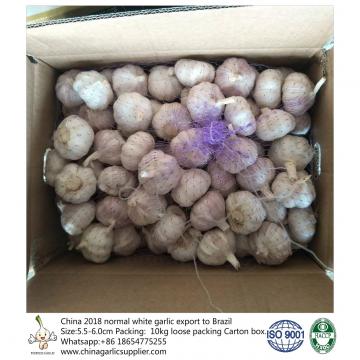 5.5-6.0 cm normal white garlic export to Brazil;