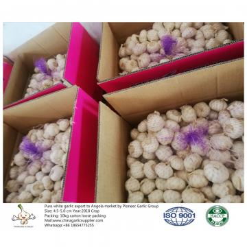 To Angola with 4.5-5.0 cm Pure white garlic;10kg carton box.