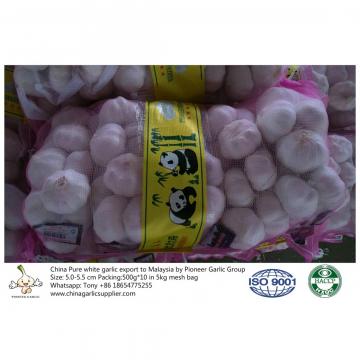 China pure white garlic export to Malaysia with 5kg mesh bag