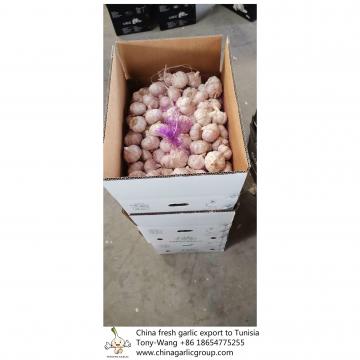 China Fresh garlic export to Tunisia