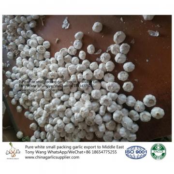 Pure White garlic export to Middle East with small package