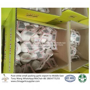 Pure White garlic export to Middle East with small package