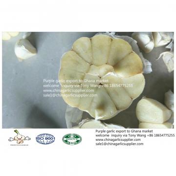2019 fresh garlic export to Ghana