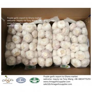 2019 fresh garlic export to Ghana