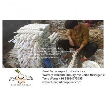 2019 China Braid Garlic export to Costa Rica