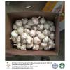 China 2018 Fresh Garlic export to Brazil-6.0 - 6.5cm red purple garlic in 10kg carton