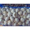 5.5-6.0 cm normal white garlic export to Ecuador