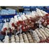 China fresh garlic export to Jordan by Pioneer Garlic Group