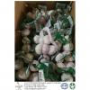 Purple garlic export to Columbia with 3 pieces in 10 kg carton box and 4.5-5.0 cm size.