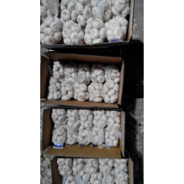 China 5.0-5.5 cm pure white fresh garlic export to Kuwait #2 image