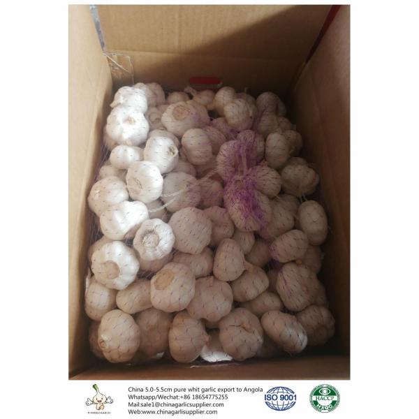 China 2018 Fresh Garlic export to Angola #1 image