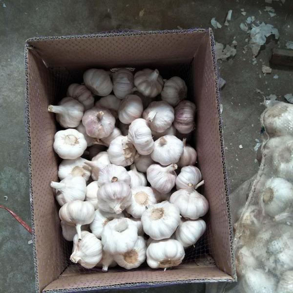 China 2018 Fresh Garlic export to Brazil-6.0 - 6.5cm red purple garlic in 10kg carton #3 image