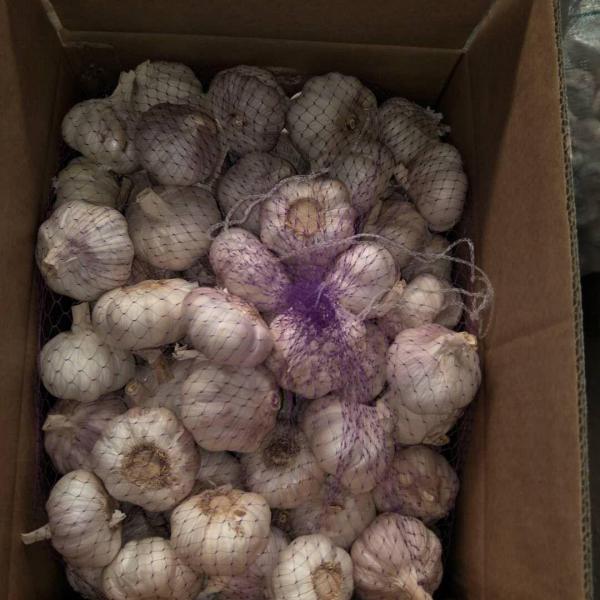 China 2018 Fresh Garlic export to Brazil-6.0 - 6.5cm red purple garlic in 10kg carton #5 image