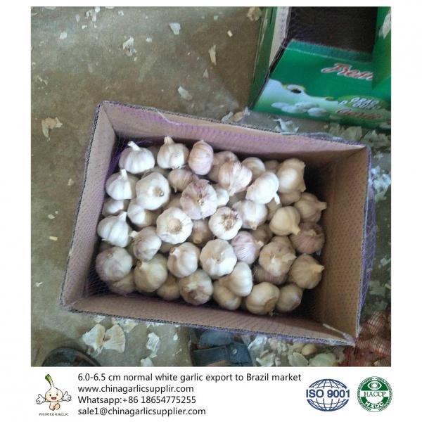 6.0-6.5 cm normal white garlic export to Brazil #1 image