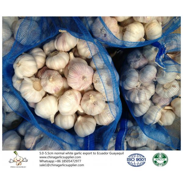 5.5-6.0 cm normal white garlic export to Ecuador #1 image