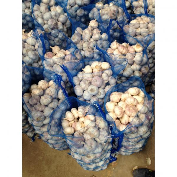 5.5-6.0 cm normal white garlic export to Ecuador #2 image