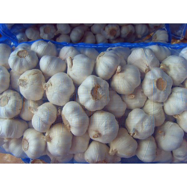5.5-6.0 cm normal white garlic export to Ecuador #3 image