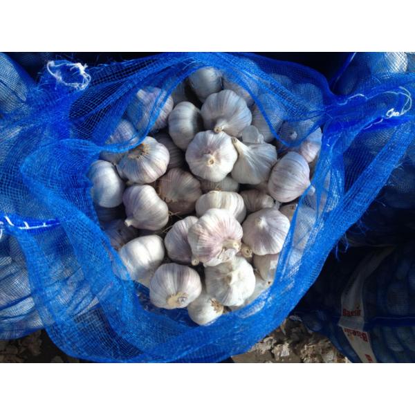 5.5-6.0 cm normal white garlic export to Ecuador #4 image