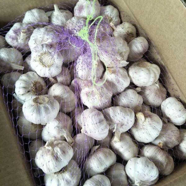 China 5.5-6.0 cm normal white garlic export to Brazil #4 image