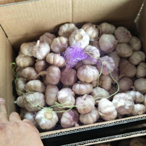 China 5.5-6.0 cm normal white garlic export to Brazil #5 image