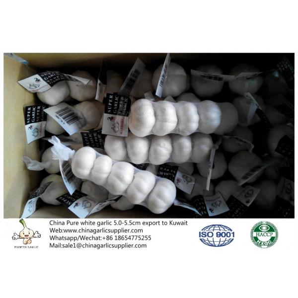 China 5.0-5.5 cm pure white fresh garlic export to Kuwait #1 image