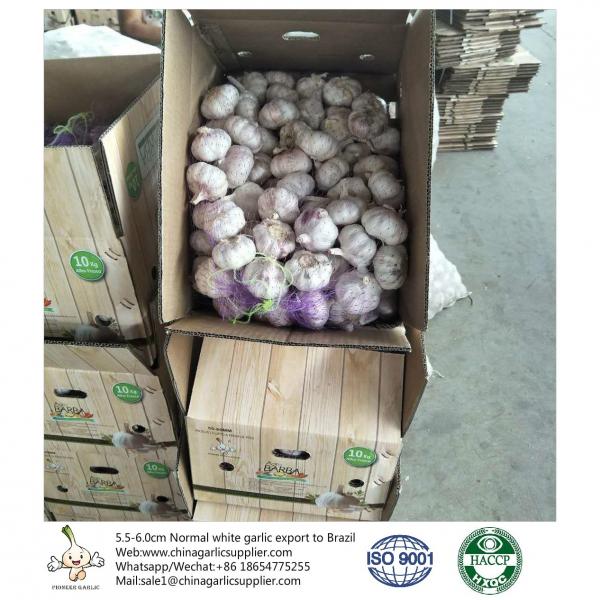 China 5.5-6.0 cm normal white garlic export to Brazil #1 image