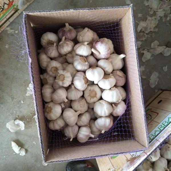 China 5.5-6.0 cm normal white garlic export to Brazil #2 image
