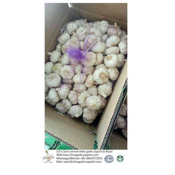 5.0-5.5CM normal white China Fresh garlic export to Brazil #1 image