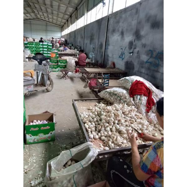 5.0-5.5CM normal white China Fresh garlic export to Brazil #4 image