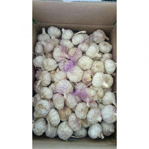 5.0-5.5CM normal white China Fresh garlic export to Brazil #5 image