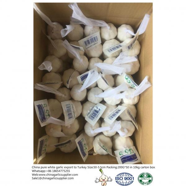 5.0-5.5 cm China fresh garlic export to Turkey.Packing:200G*50 in 10kg Carton box. #2 image