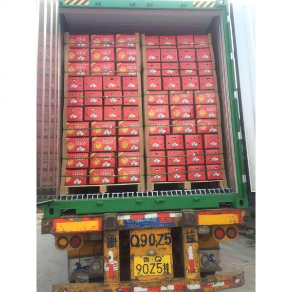 5.0-5.5 cm China fresh garlic export to Turkey.Packing:200G*50 in 10kg Carton box. #5 image