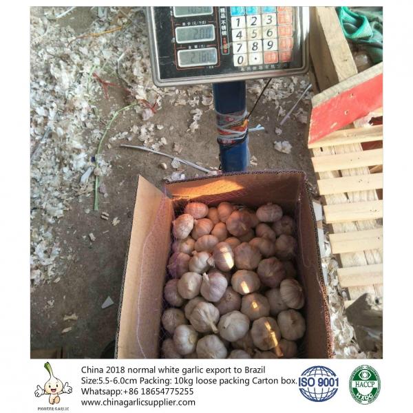 5.5-6.0 cm normal white garlic export to Brazil; #3 image