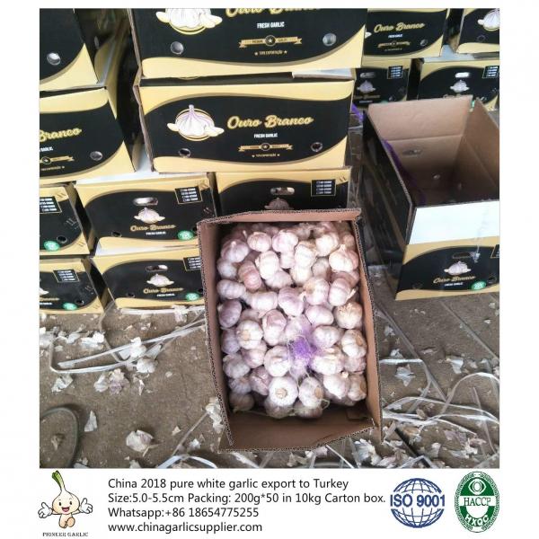 5.5-6.0 cm normal white garlic export to Brazil; #1 image