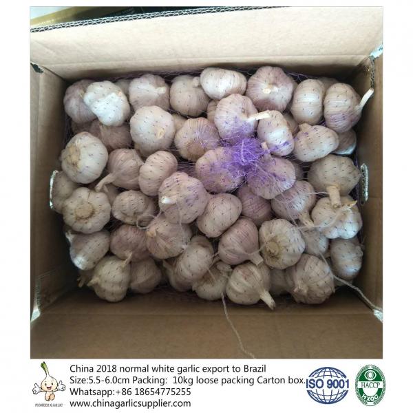 5.5-6.0 cm normal white garlic export to Brazil; #2 image
