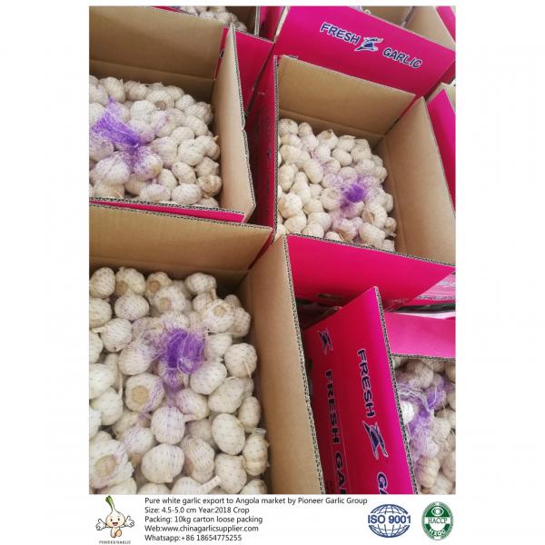 To Angola with 4.5-5.0 cm Pure white garlic;10kg carton box. #2 image