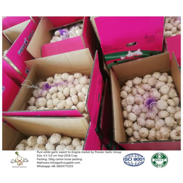 To Angola with 4.5-5.0 cm Pure white garlic;10kg carton box. #3 image