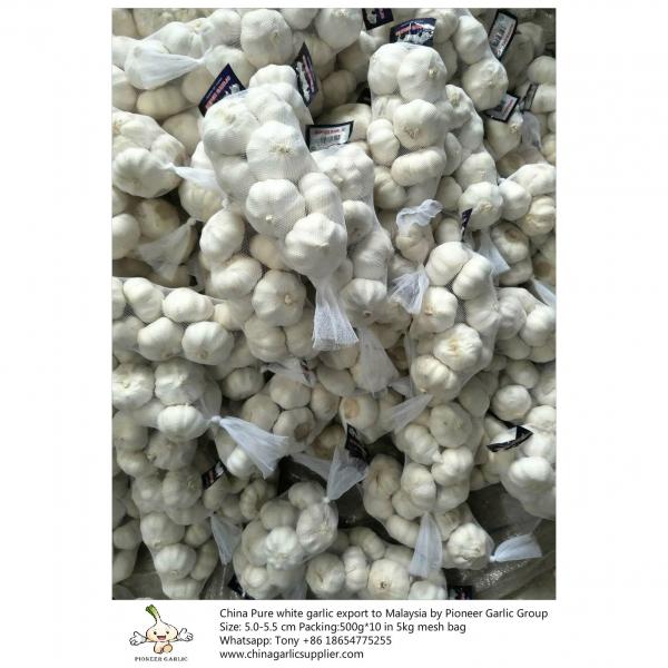 China pure white garlic export to Malaysia with 5kg mesh bag #2 image