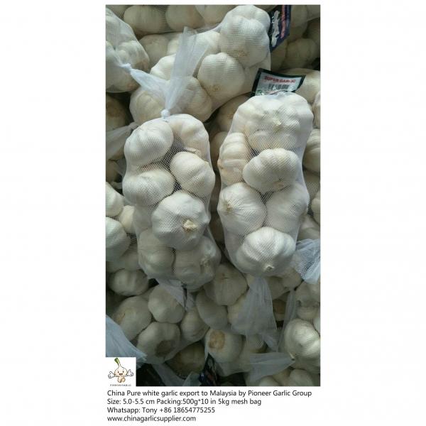 China pure white garlic export to Malaysia with 5kg mesh bag #3 image