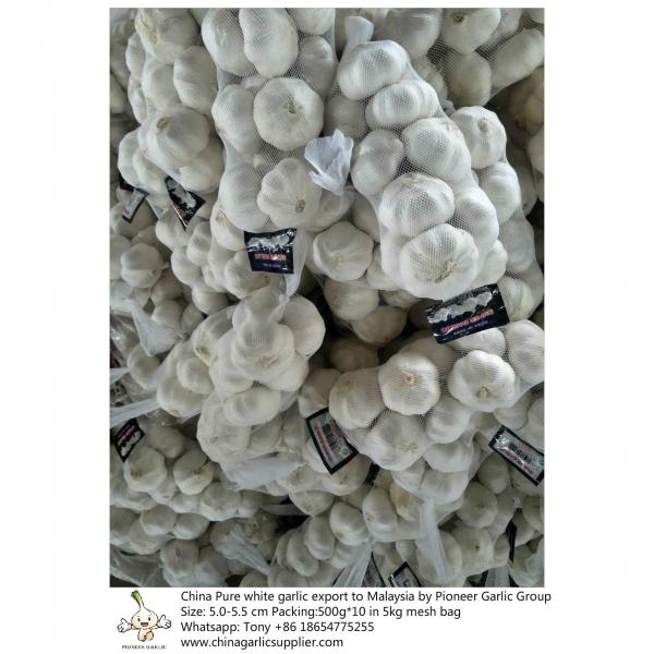 China pure white garlic export to Malaysia with 5kg mesh bag #4 image