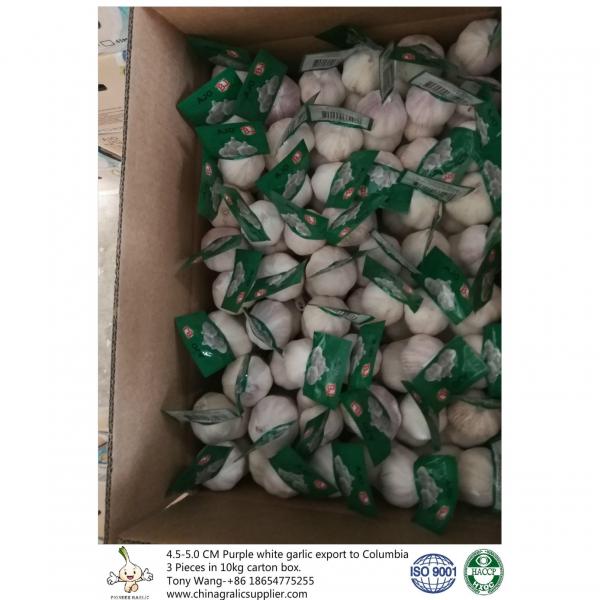 Purple garlic export to Columbia with 3 pieces in 10 kg carton box and 4.5-5.0 cm size. #4 image
